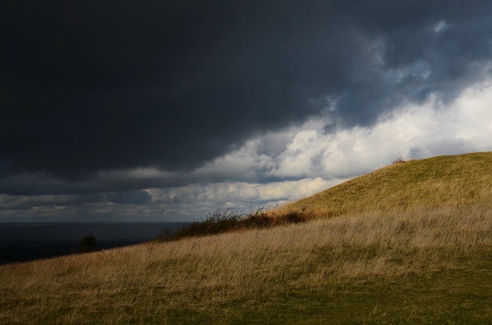 Paysage mer nature herbe