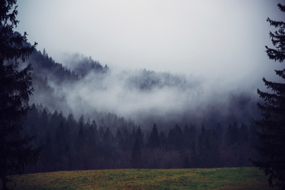 Paysage arbre nature forêt