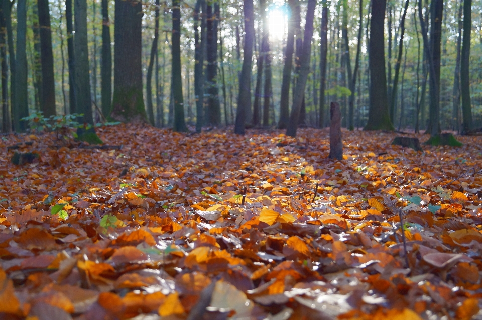 Albero foresta luce del sole foglia