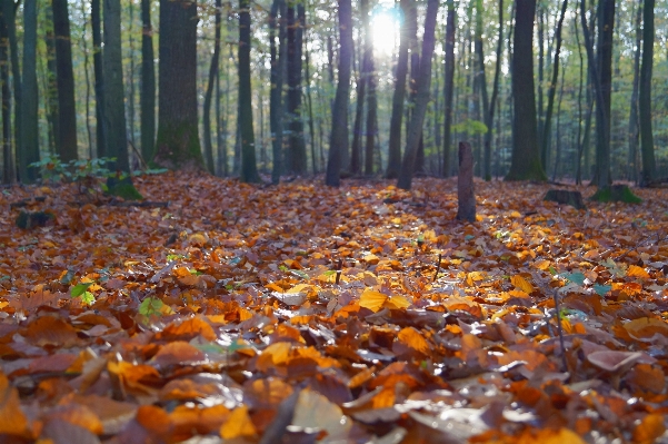 Foto Albero foresta luce del sole foglia