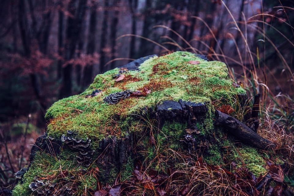 Tree nature forest grass