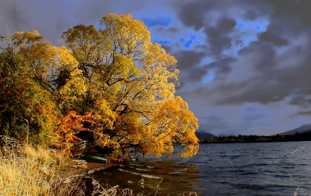 Landscape tree nature cloud Photo