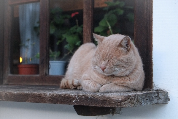 Window animal pet cat Photo