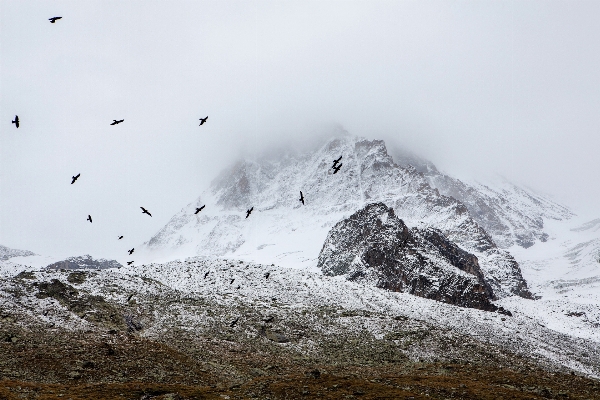 Mountain snow winter bird Photo