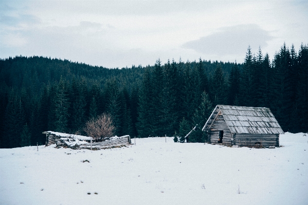 Ağaç doğa orman dağ Fotoğraf