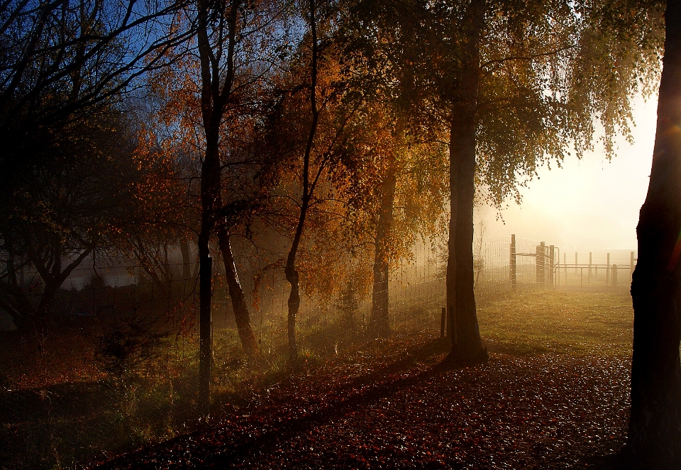 Drzewo natura las oddział