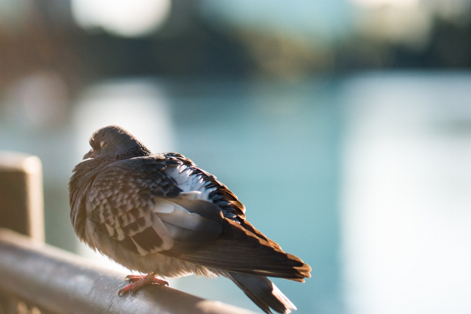 Bird wing rail wildlife