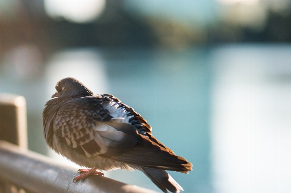 Bird wing rail wildlife Photo