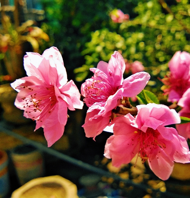 Blossom plant leaf flower