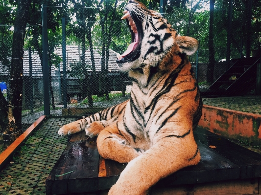 Foto Satwa margasatwa kebun binatang hutan