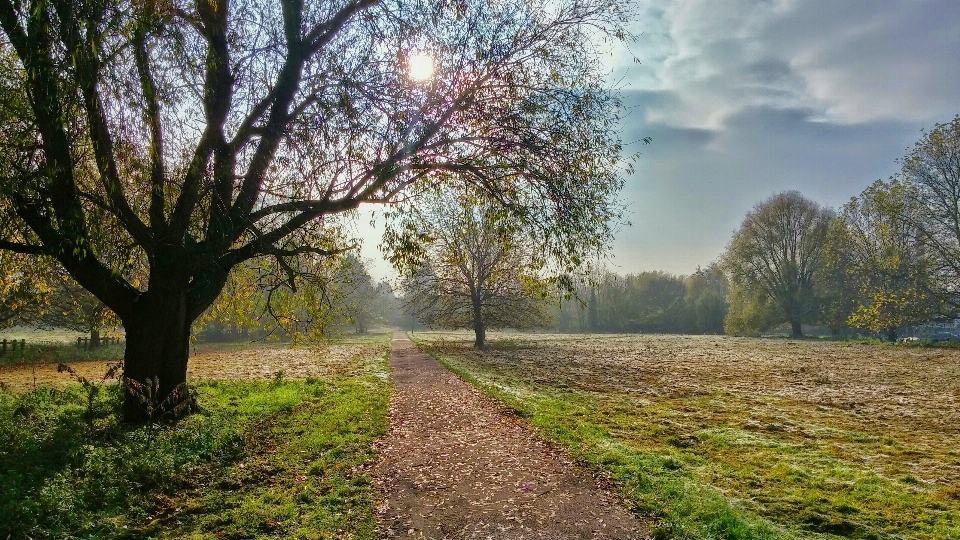 пейзаж дерево природа лес