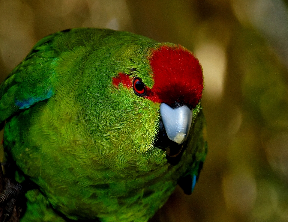 Bird wildlife zoo green