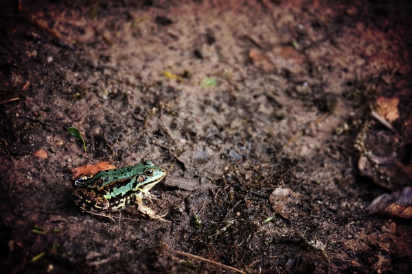 Nature leaf wildlife green Photo