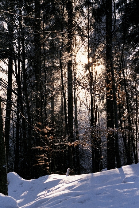 Tree nature forest branch