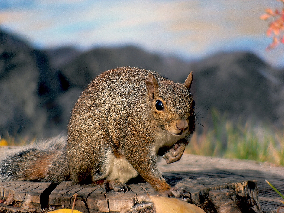 Nature wildlife mammal squirrel