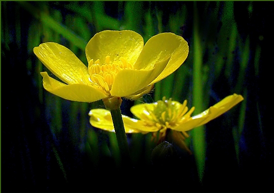 植物 日光 花 花弁 写真