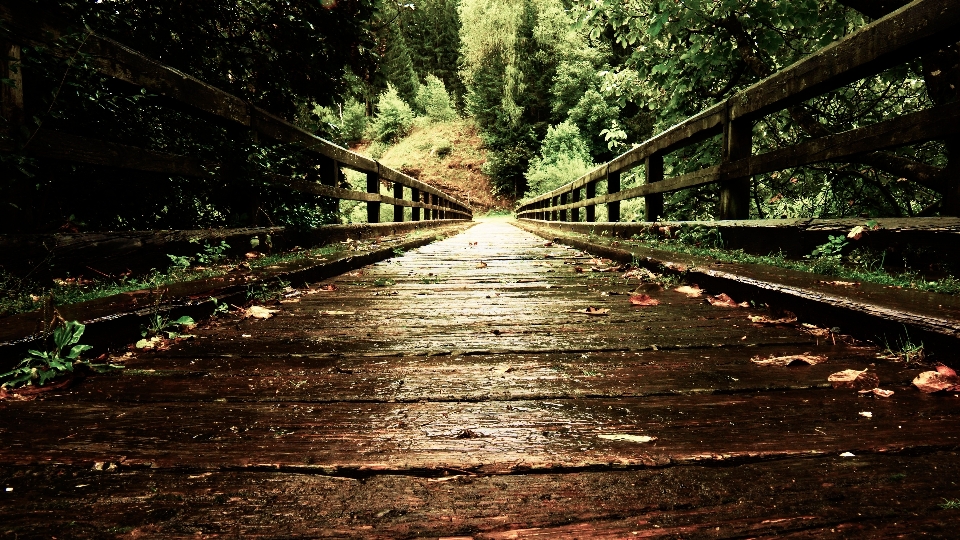 Tree nature forest track