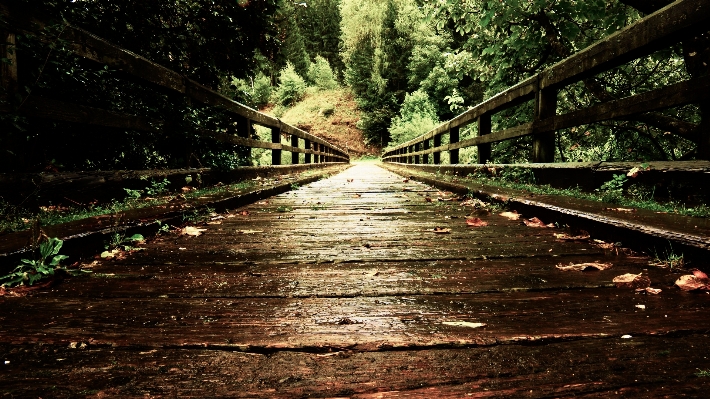 Tree nature forest track Photo