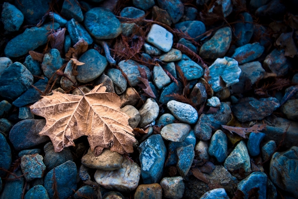 Tree nature rock plant Photo