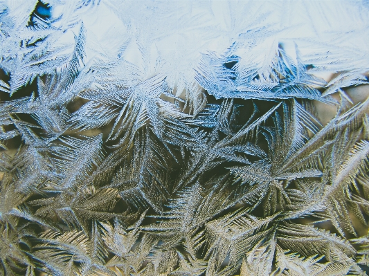 Tree branch winter plant Photo