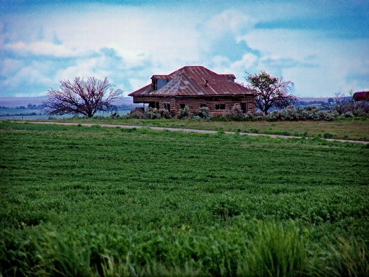 Landscape tree nature grass Photo