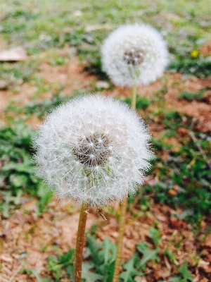 Foto Naturaleza césped planta campo