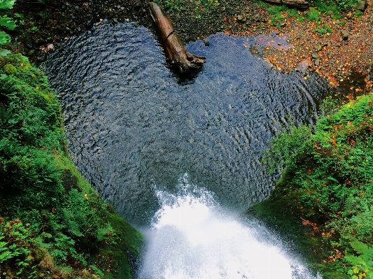 Ağaç su doğa orman Fotoğraf