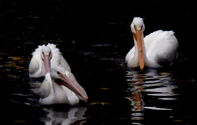 Bird wing white pelican Photo