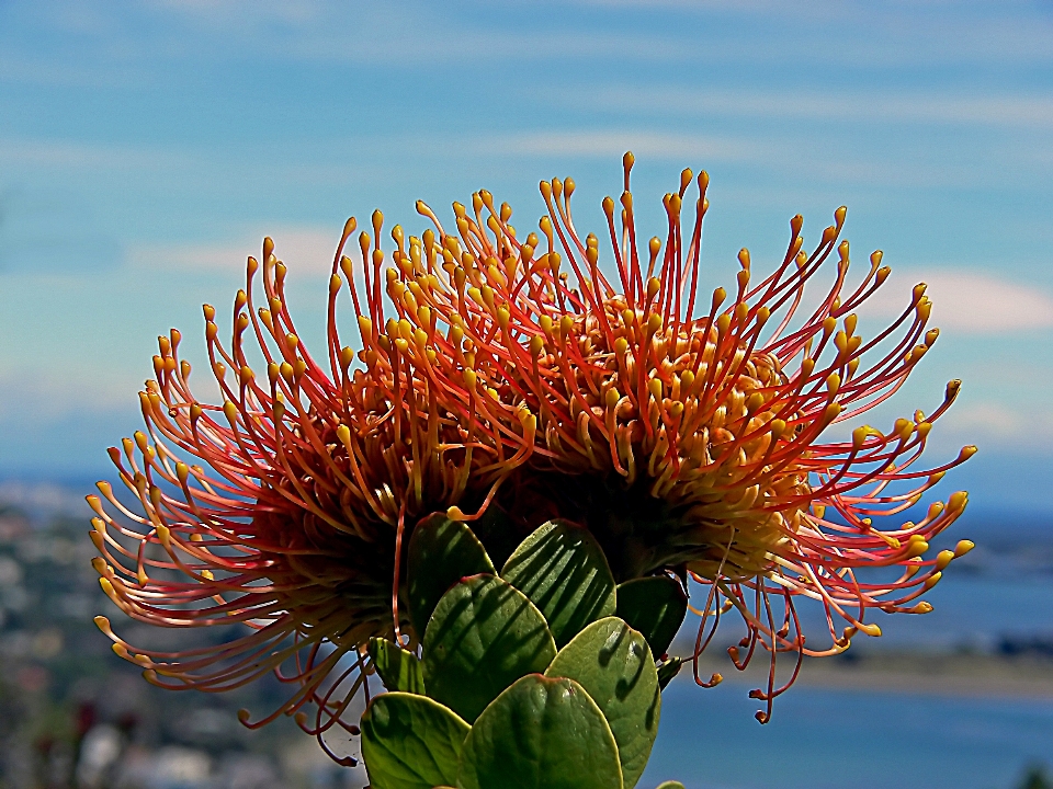 Natura fiore pianta fotografia