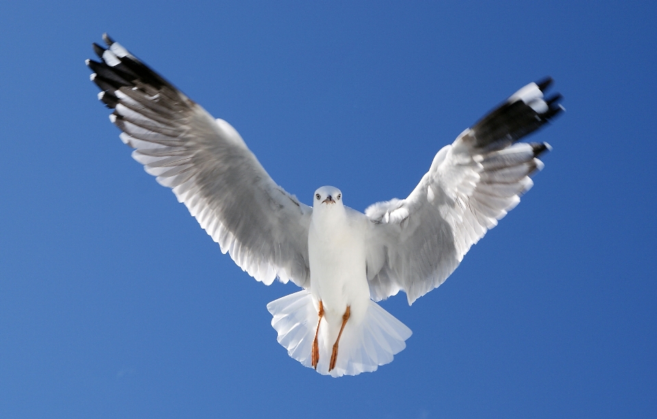 Pájaro ala ave marina
 gaviota
