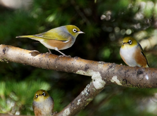 Natur zweig vogel tierwelt Foto