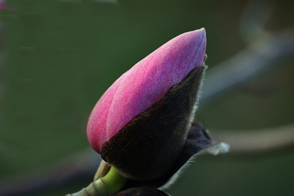 Blüte anlage fotografie blatt Foto