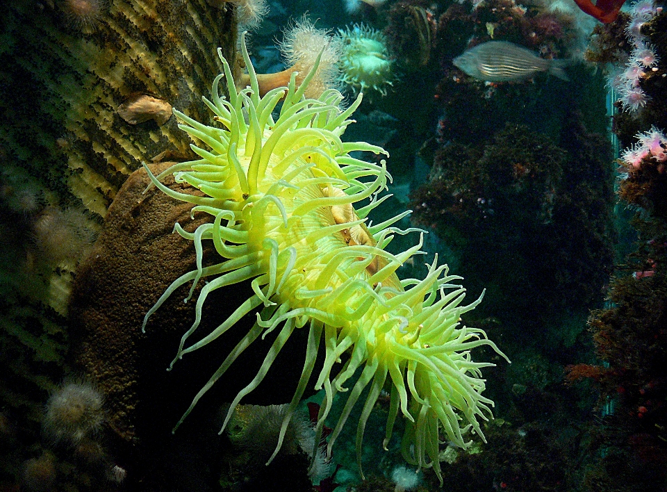 Submarino biología pez fauna