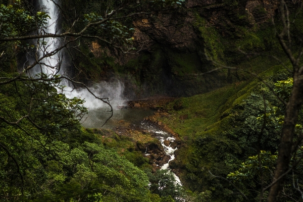 木 水 自然 森 写真