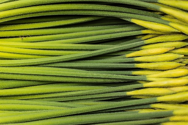 植物 花 食べ物 生産 写真