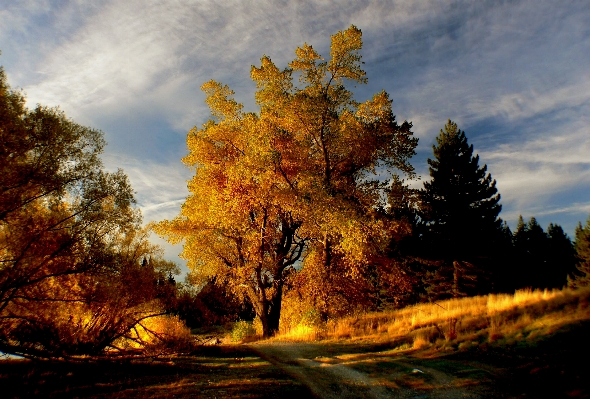 Landscape tree nature forest Photo