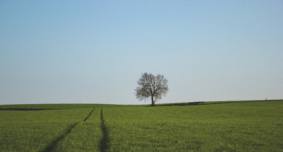 Paysage arbre nature herbe