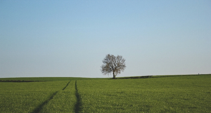 Landscape tree nature grass Photo