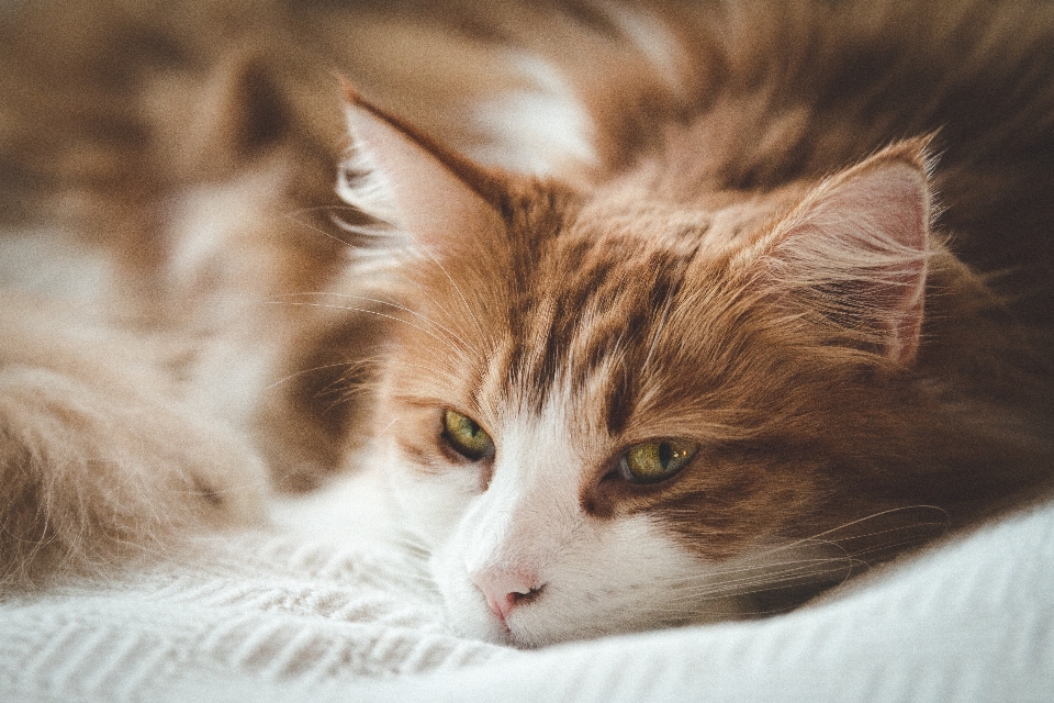 Blanc chaton chat mammifère