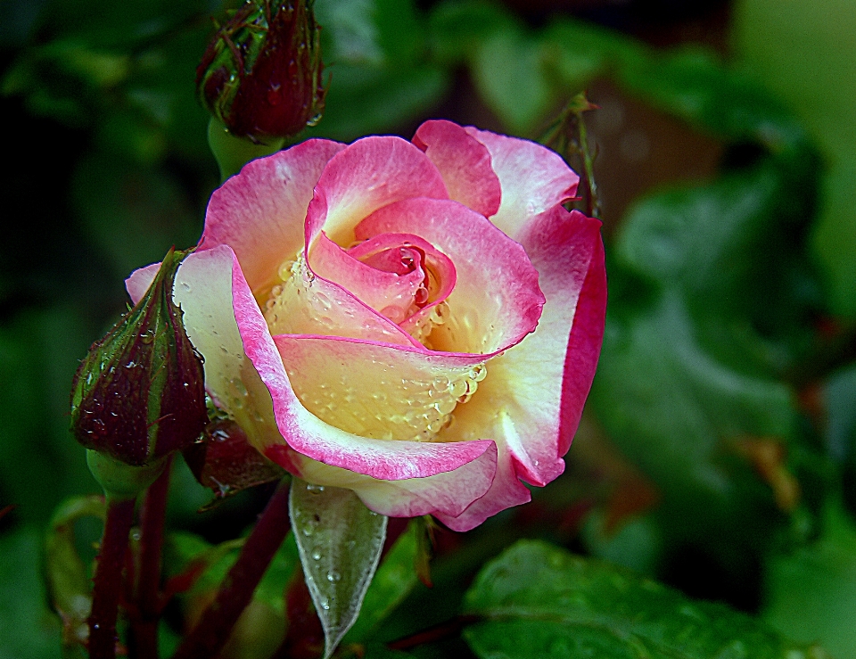 植物 花 花瓣 花的