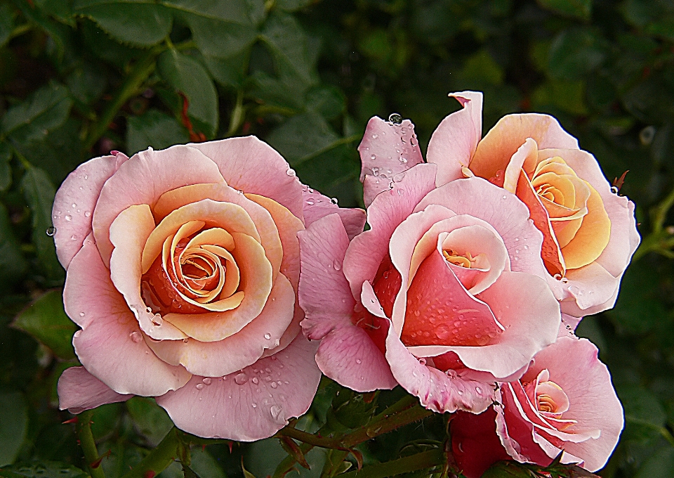 Planta flor pétalo rosa