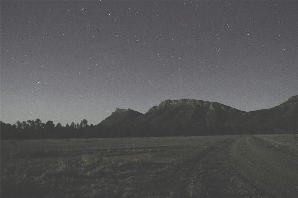 Tree forest horizon mountain Photo