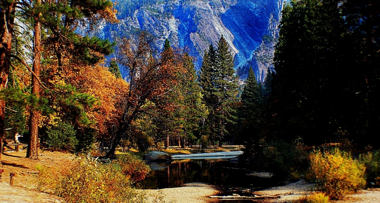 Foto Paisaje árbol naturaleza bosque