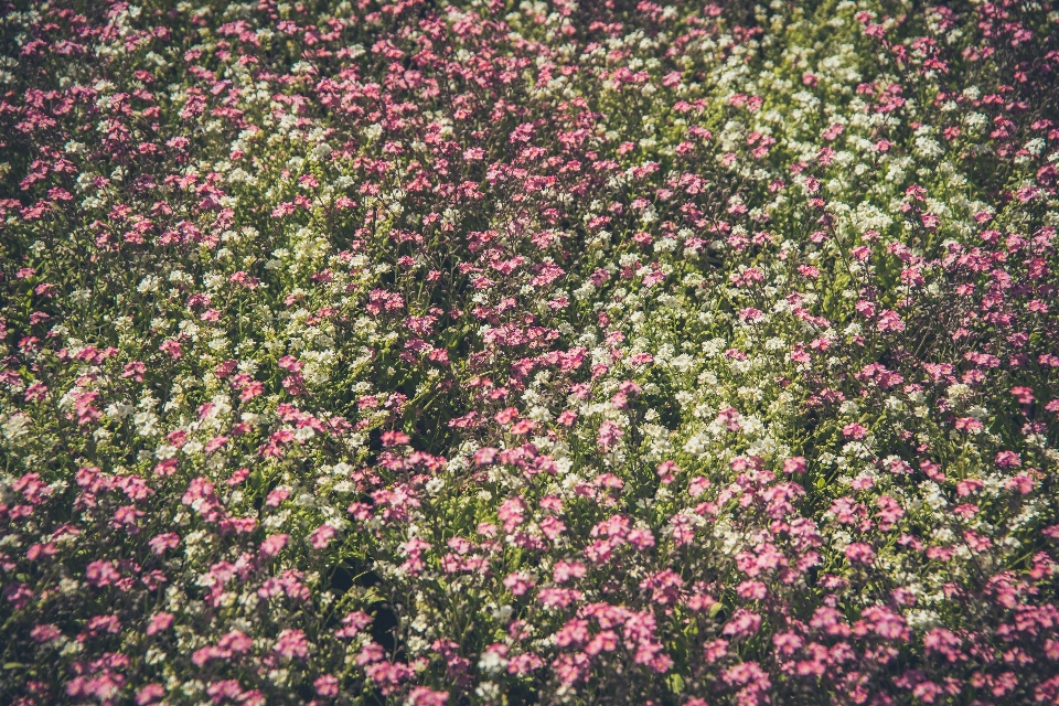 Naturaleza florecer planta campo