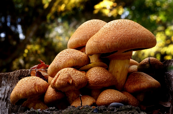 Forest autumn mushroom fungus Photo