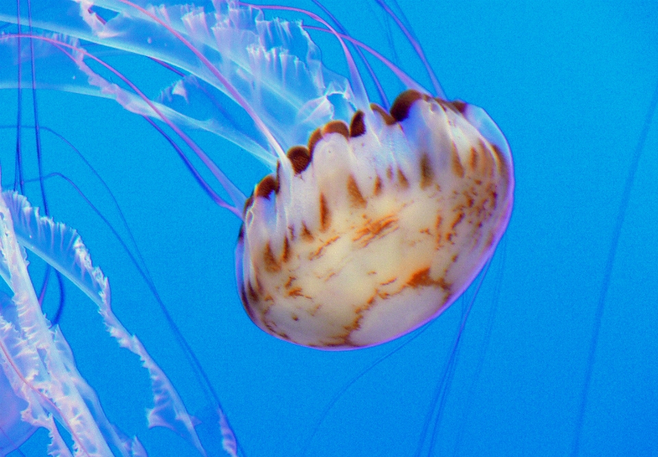 Underwater biology jellyfish blue