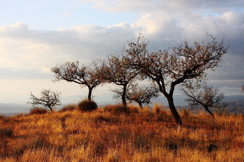 Landscape tree nature grass