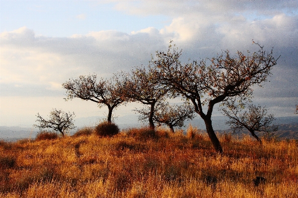 Landscape tree nature grass Photo