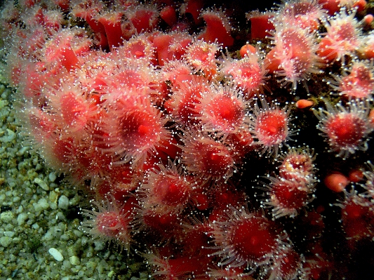 Foto Biologi karang batu karang
 invertebrata