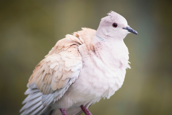 Bird wing wildlife beak Photo